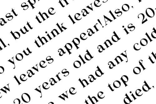 modern ligature serif